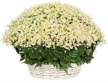 Цветочная композиция из Ромашки в корзине #REPLACE_PRED# Тырныаузе